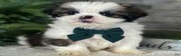 Shih Tzu dogs for sale: Cedar - Ad 3