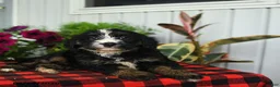 Mini Bernedoodle dogs for sale: Ruffles - Ad 3