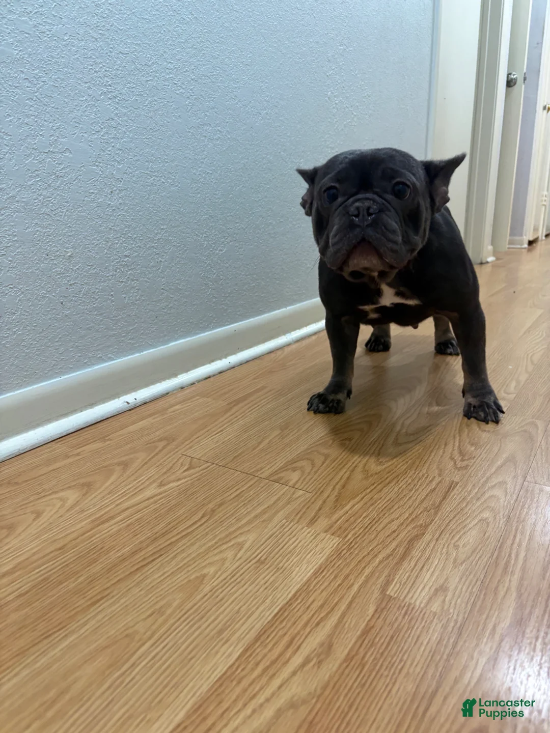 French Bulldog dogs for sale: French Bulldog Puppy 1 - Ad 2