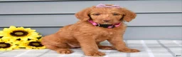 Labradoodle dogs for sale: Cassie - Ad 4