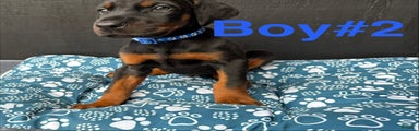 Doberman Pinscher Puppy 1