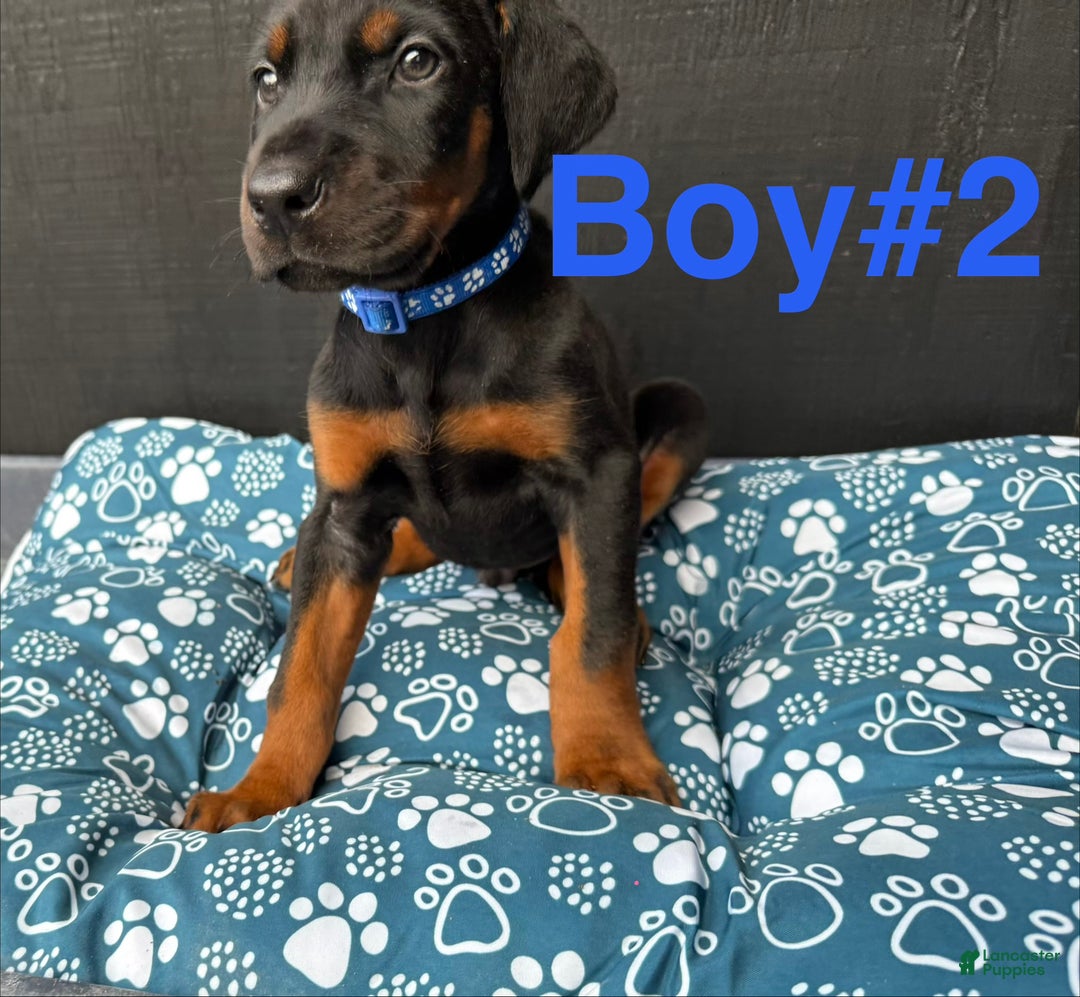 Doberman Pinscher dogs for sale: Doberman Pinscher Puppy 1 - Ad 1