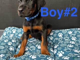 Doberman Pinscher dogs Doberman Pinscher Puppy 1 - Ad 33