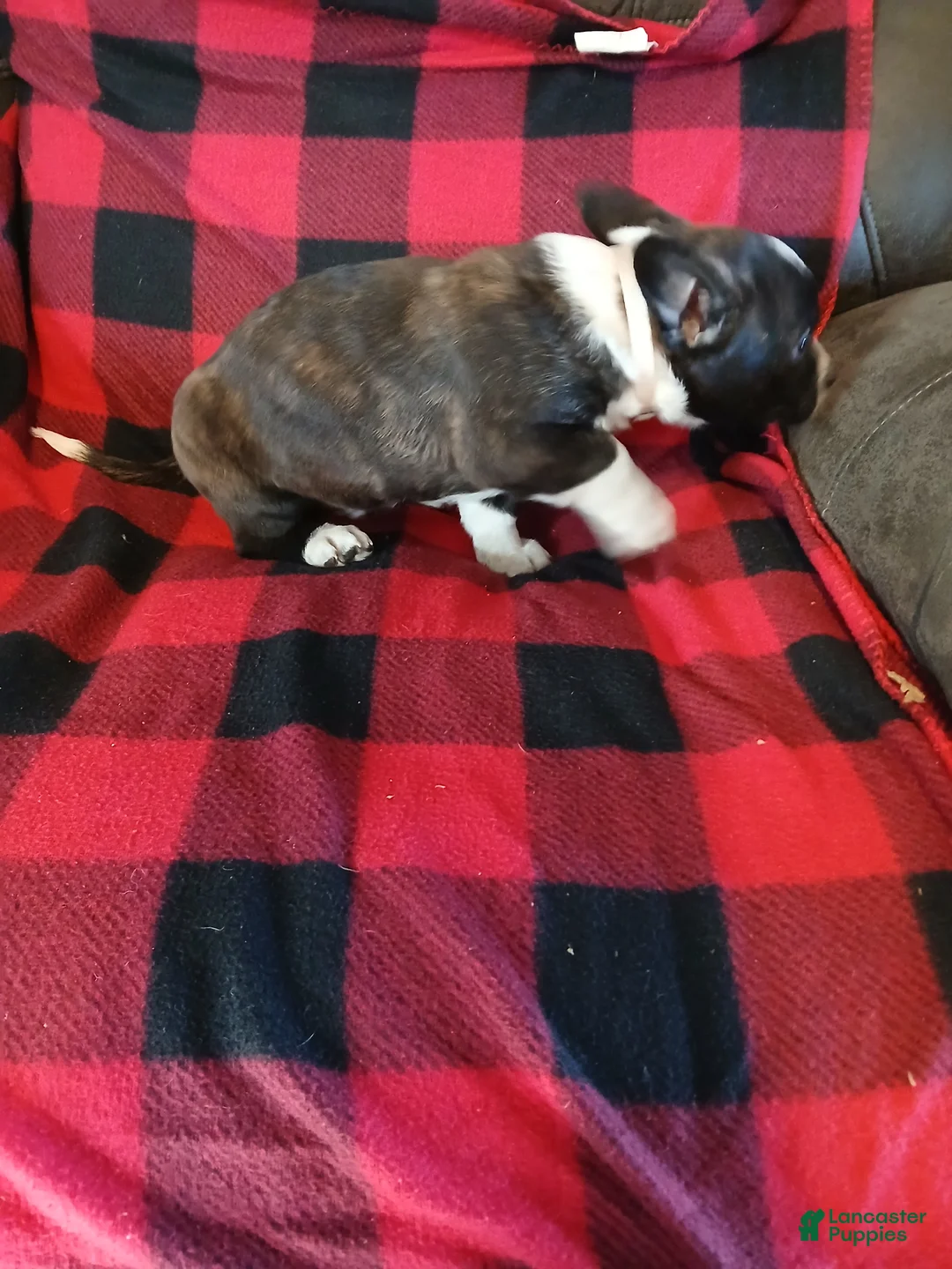 Boston Terrier dogs for sale: Boston Terrier Puppy 3 - Ad 3