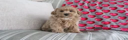 Shihpoo dogs for sale: Panzy - Ad 3