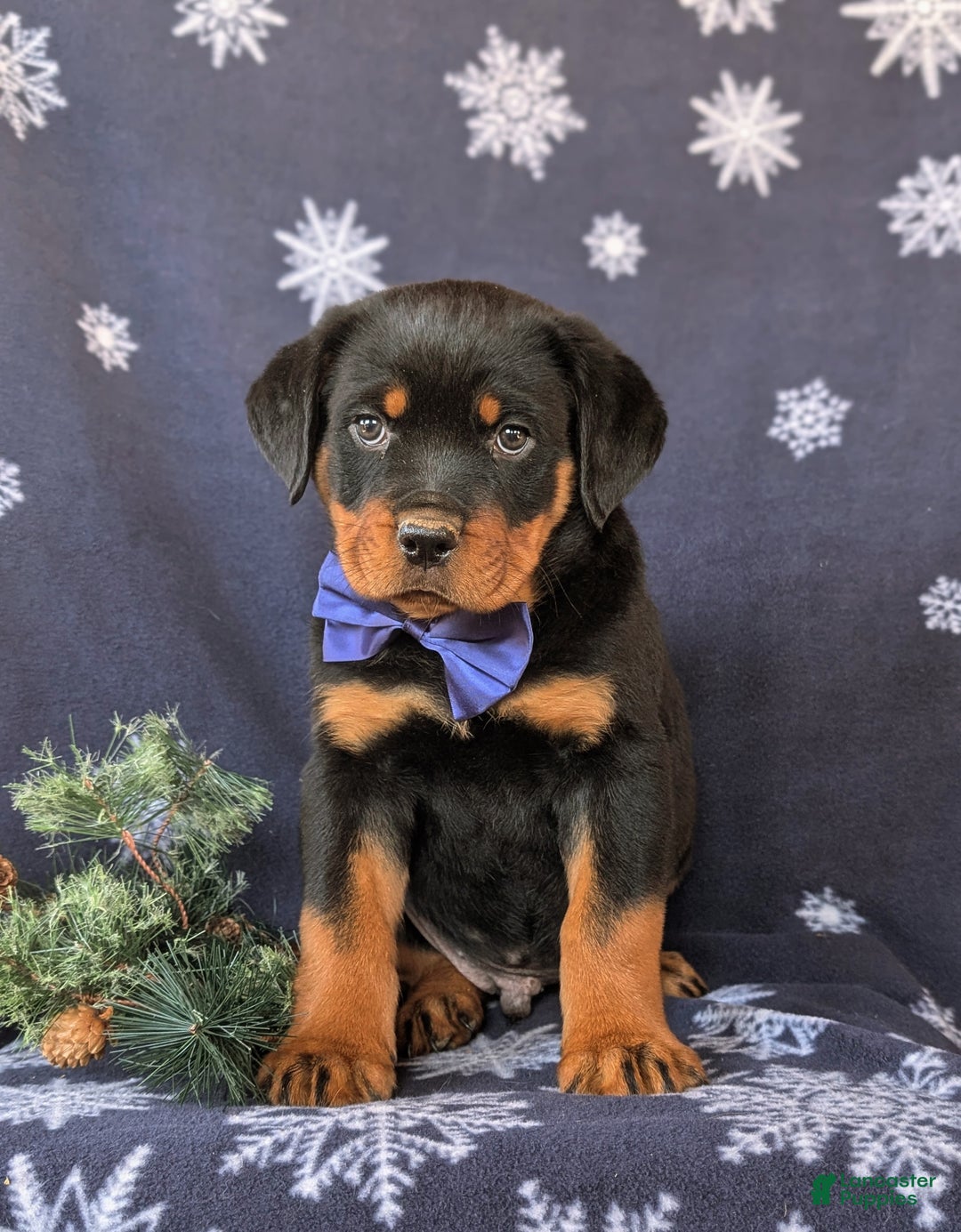 Rottweiler dogs for sale: Atkinson - Ad 3