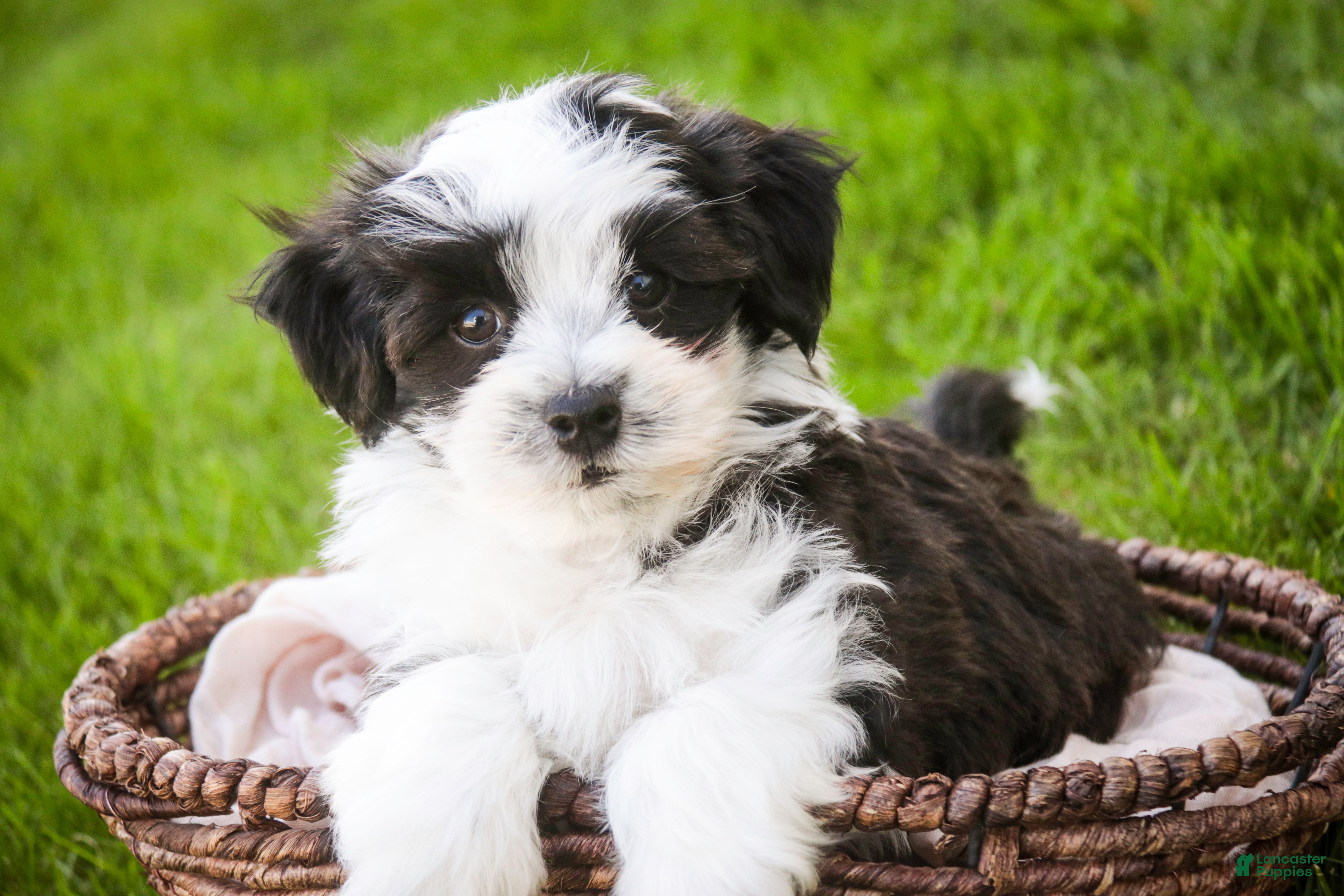 Havanese dogs Princeton - Ad 2
