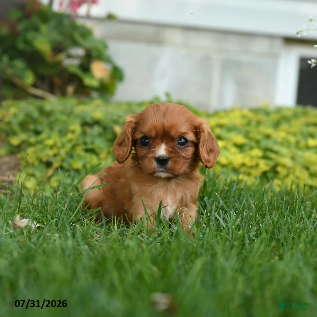 Cavalier King Charles Spaniel dogs for sale: Chevy - Ad 1