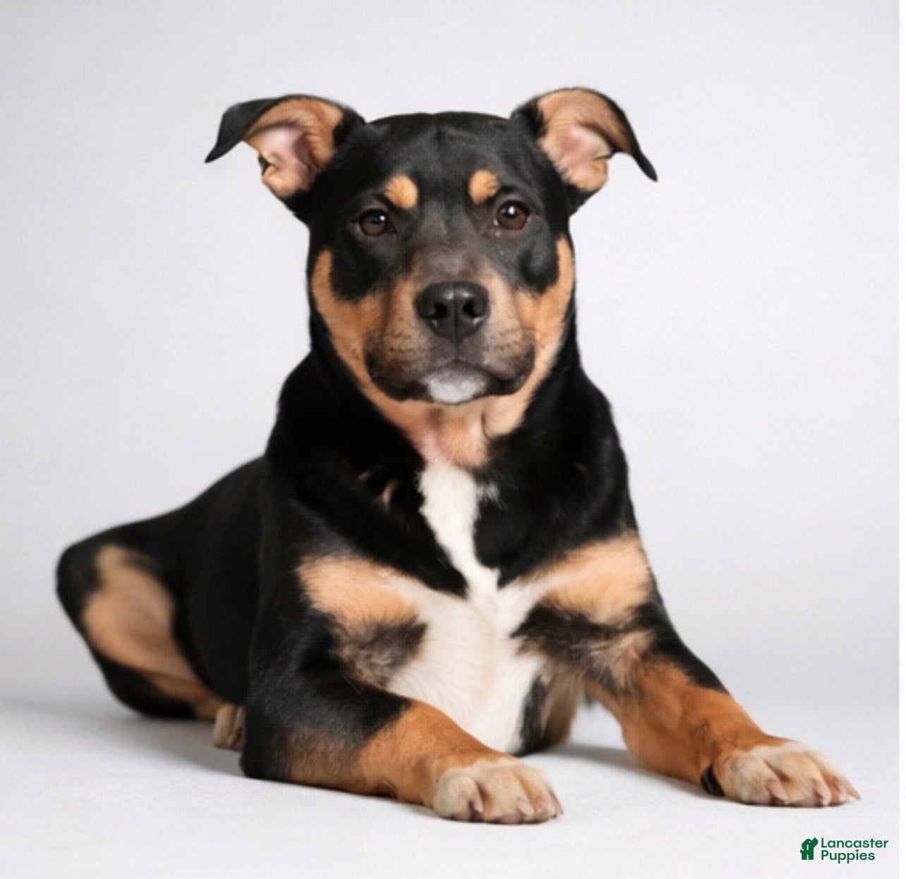 Mixed Breed dogs Max - Ad 4