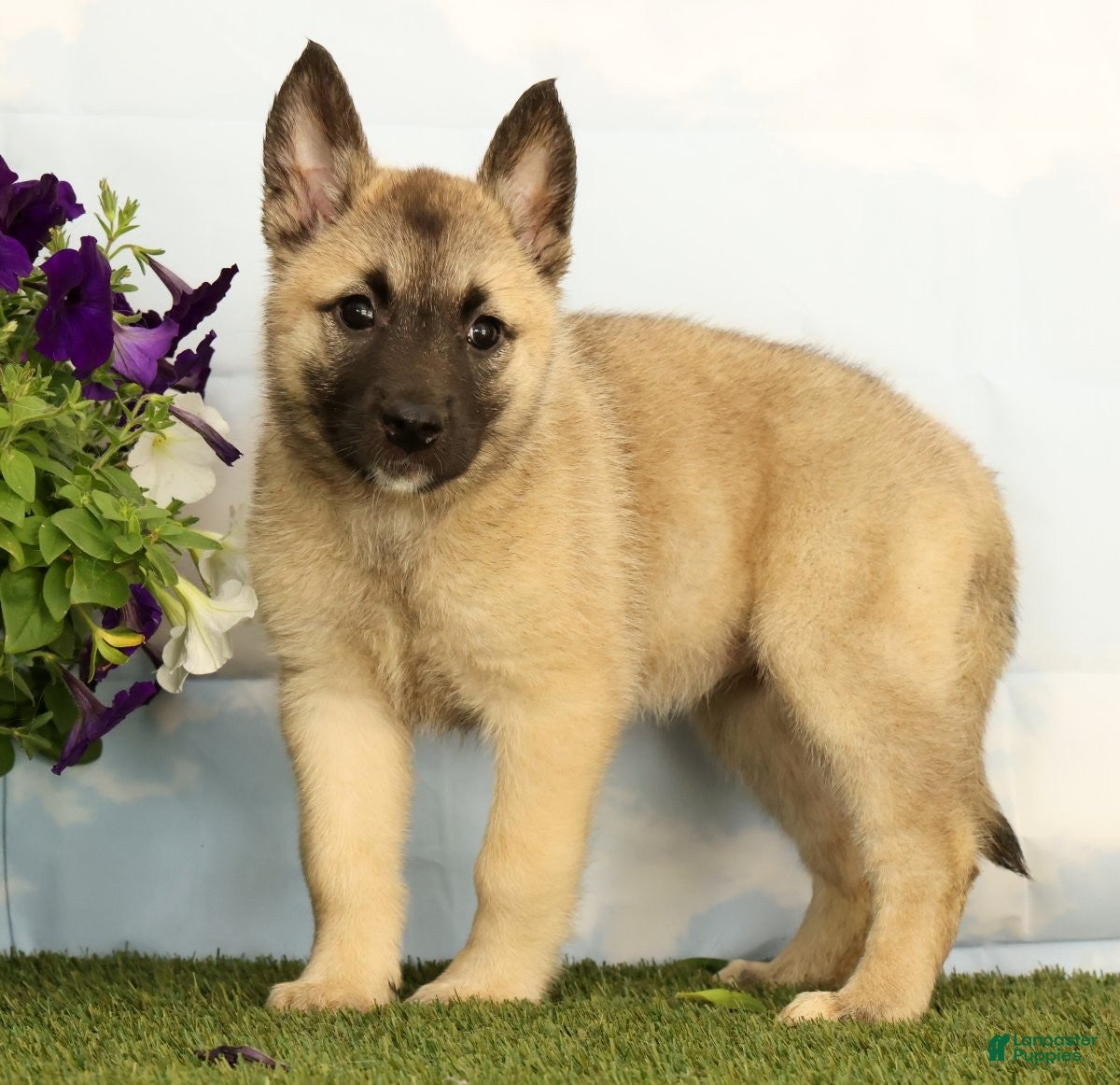 Mixed Breed dogs Kiki - Ad 1