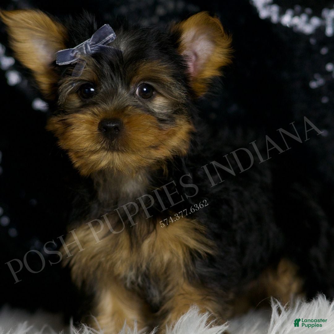 Yorkshire Terrier dogs for sale: Mack - Ad 3