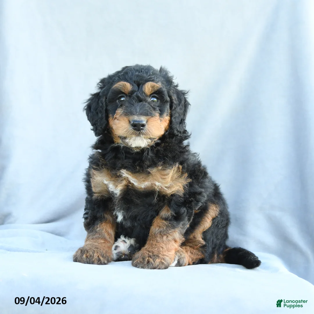 Mini Bernedoodle dogs for sale: Muffin - Ad 1