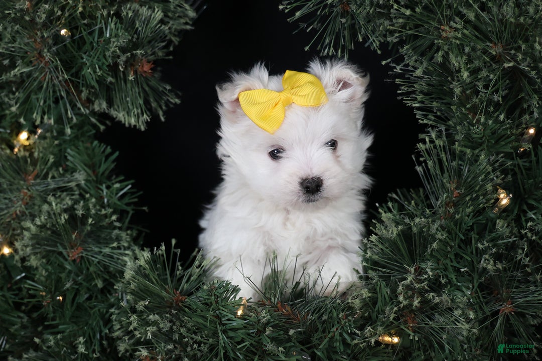 Maltese dogs for sale: ALEX - Ad 20