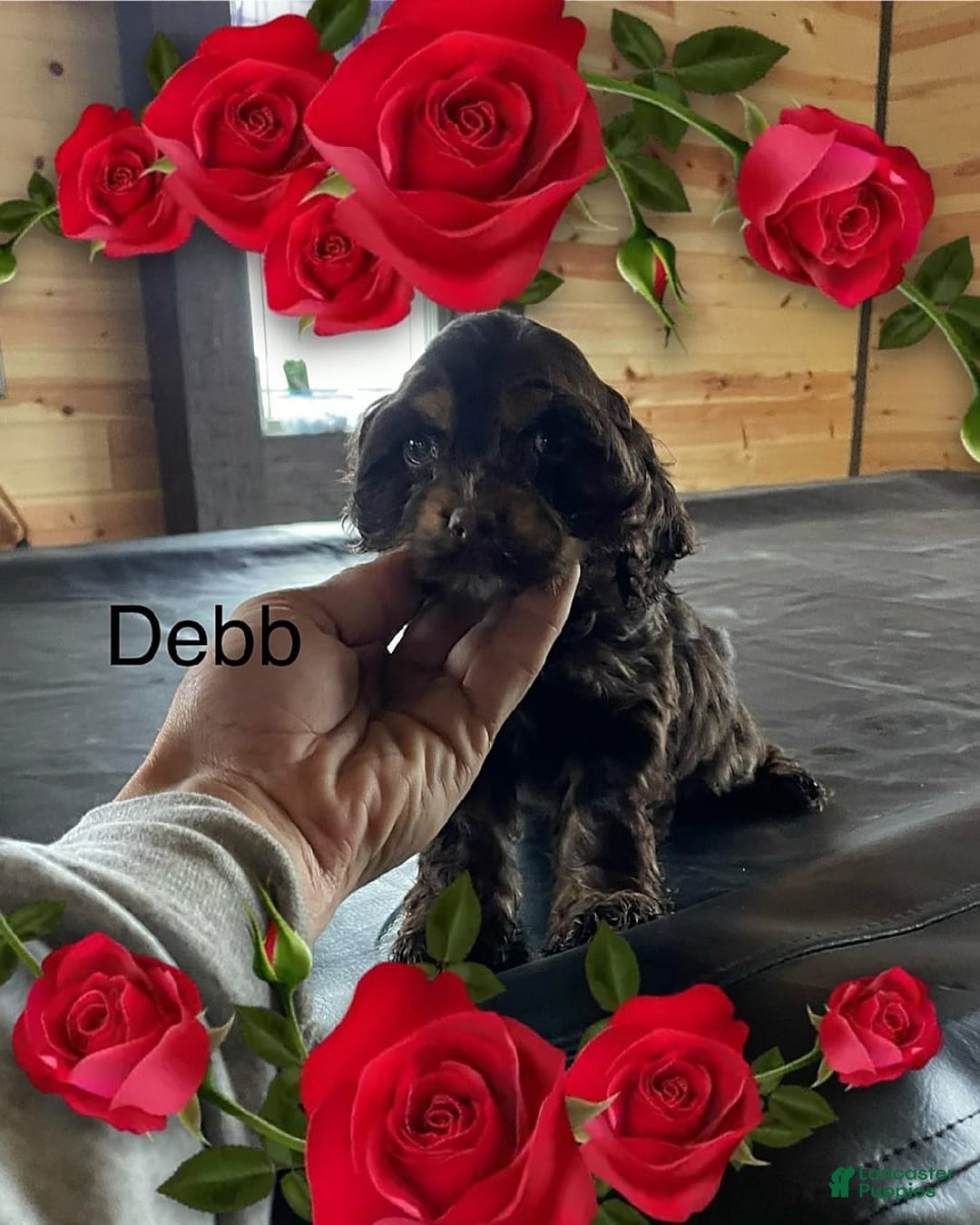 Gallery Image {{count}}