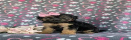 Bichpoo dogs for sale: Ariana - Ad 3