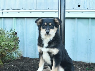 Miniature Australian Shepherd dogs Weston - Ad 42