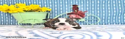 Boston Terrier dogs for sale: Maybelle - Ad 4