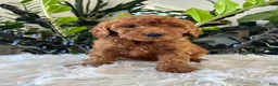 Mini Goldendoodle dogs for sale: Diva - Ad 6