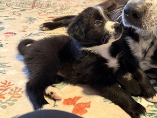 Mixed Breed dogs Mixed Breed Puppy 4 - Ad 4