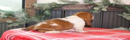 Basset Hound dogs for sale: Cinnamon - Ad 3