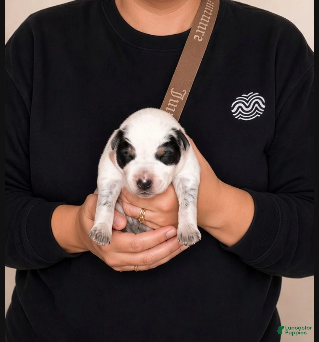 Australian Cattle Dog dogs for sale: Bagul (RESERVED) - Ad 8