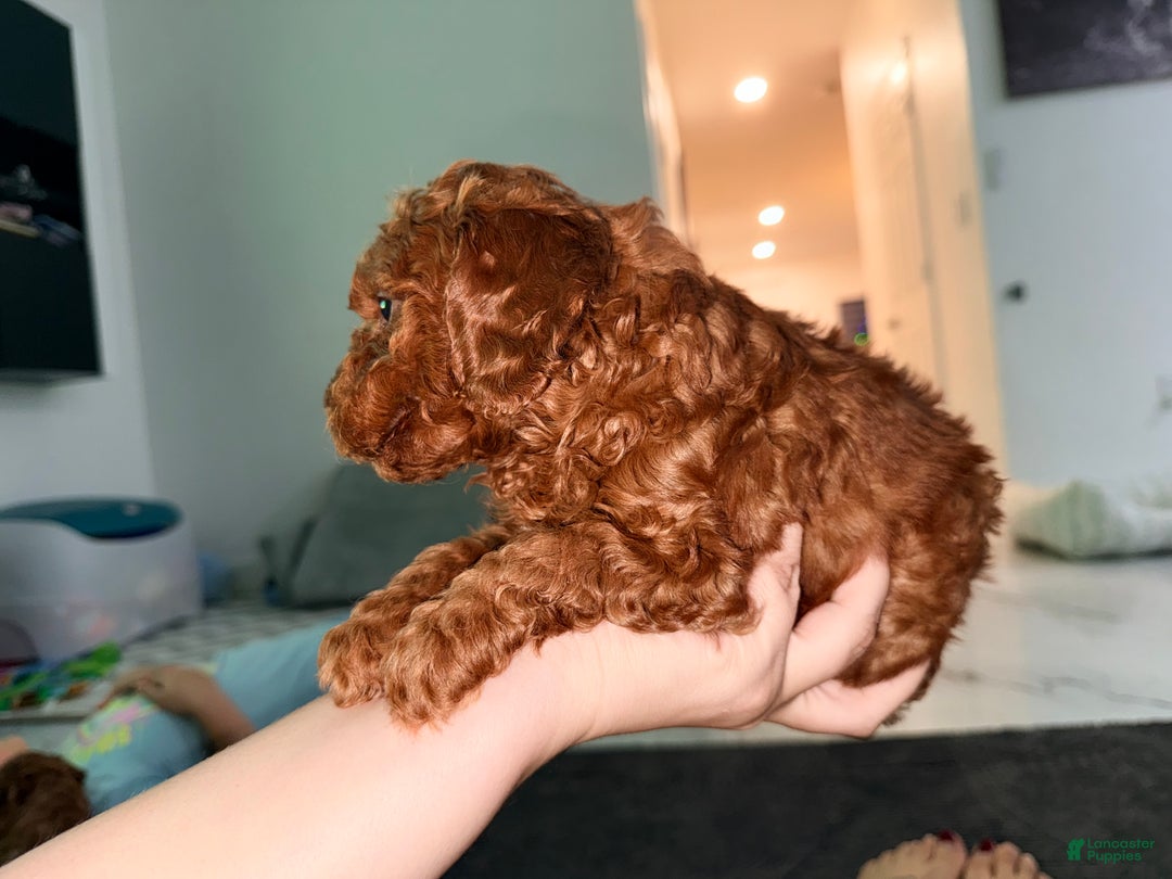 Mini Goldendoodle dogs for sale: Nashville - Ad 6