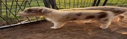 Australian Shepherd dogs for sale: Australian Shepherd Puppy 5 - Ad 13