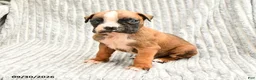 Boxer dogs for sale: Lucas - Ad 3