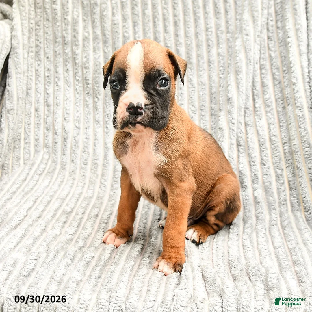 Boxer dogs for sale: Lucas - Ad 3