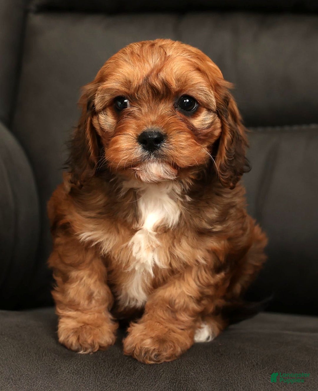 Cavapoo dogs for sale: Cathy - Ad 4