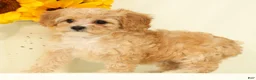 Cavapoo dogs for sale: Mason - Ad 4