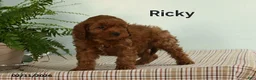 Cavapoo dogs for sale: Ricky  - Ad 1