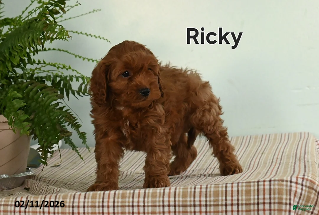Cavapoo dogs for sale: Ricky  - Ad 1