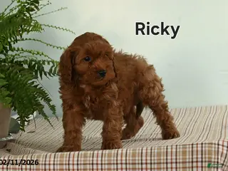 Cavapoo dogs Ricky - Ad 17