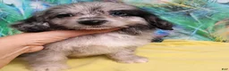 Mini Aussiedoodle dogs for sale: Bluey Toy/Small Mini  - Ad 8