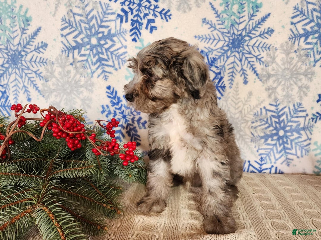 Mini Bernedoodle dogs for sale: Blitz - Ad 24