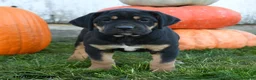 Cane Corso dogs for sale: Bella   - Ad 5