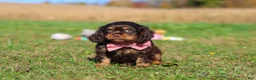 Cavalier King Charles Spaniel dogs for sale: Cooper - Ad 6
