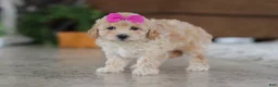 Maltipoo dogs for sale: Chloe - Ad 5