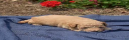 Bichpoo dogs for sale: Cricket - Ad 3