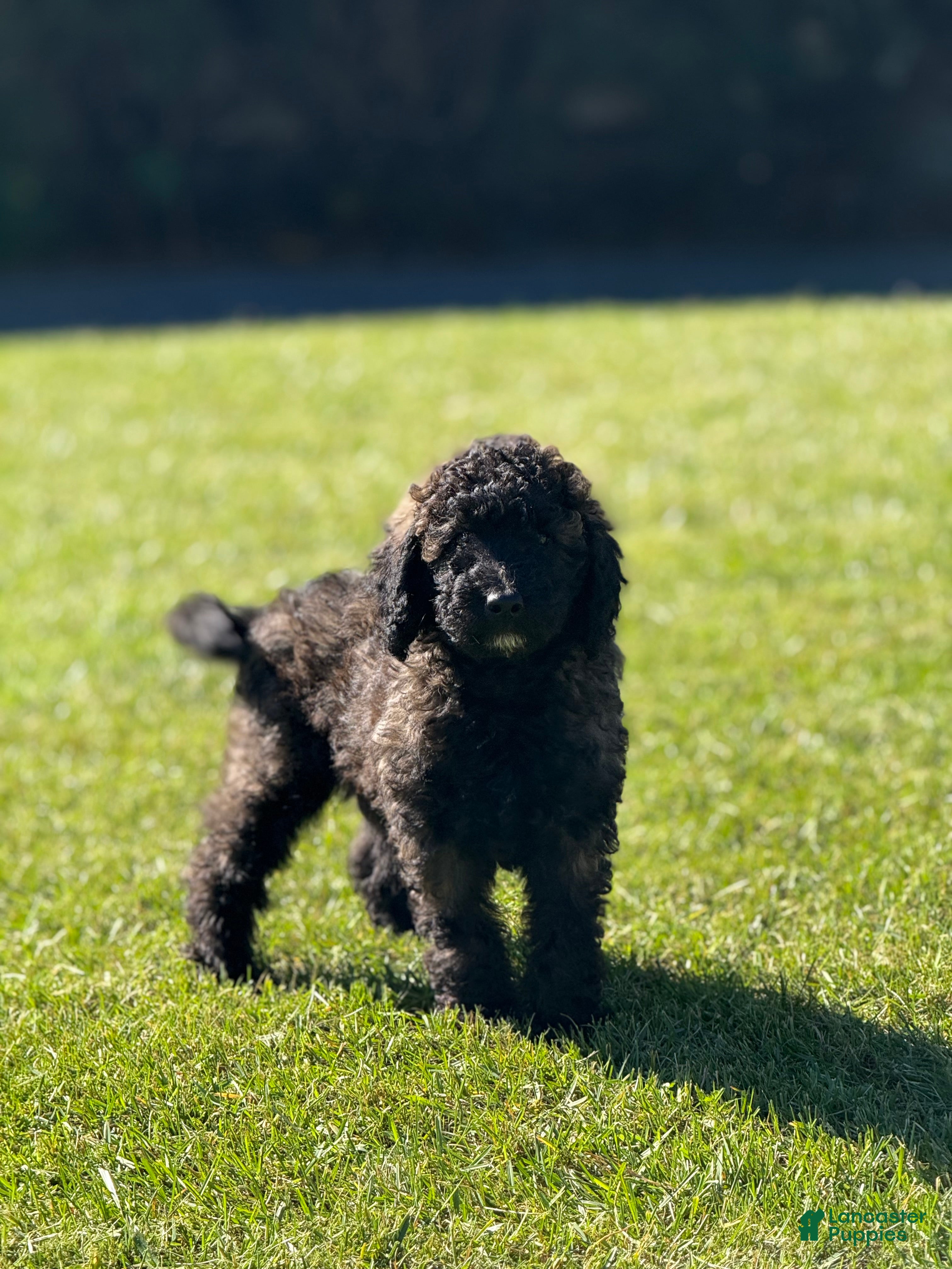 Goldendoodle dogs Fudge  - Ad 1