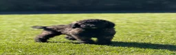 Goldendoodle dogs for sale: Fudge  - Ad 1