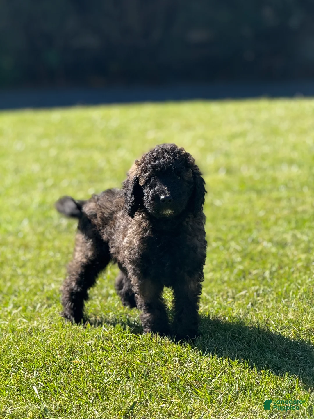 Goldendoodle dogs for sale: Fudge  - Ad 1