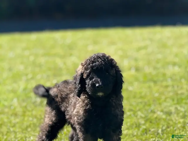 Goldendoodle dogs Fudge - Ad 1