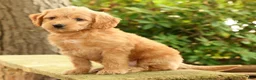 Mini Goldendoodle dogs for sale: Maizey - Ad 3