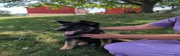 German Shepherd dogs for sale: Dani - Ad 8