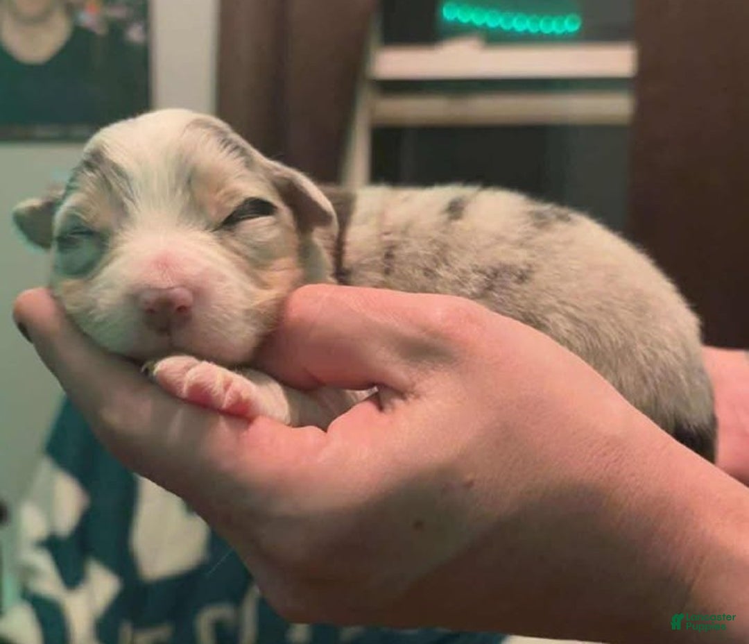 Australian Shepherd dogs for sale: Australian Shepherd Puppy 1 - Ad 2