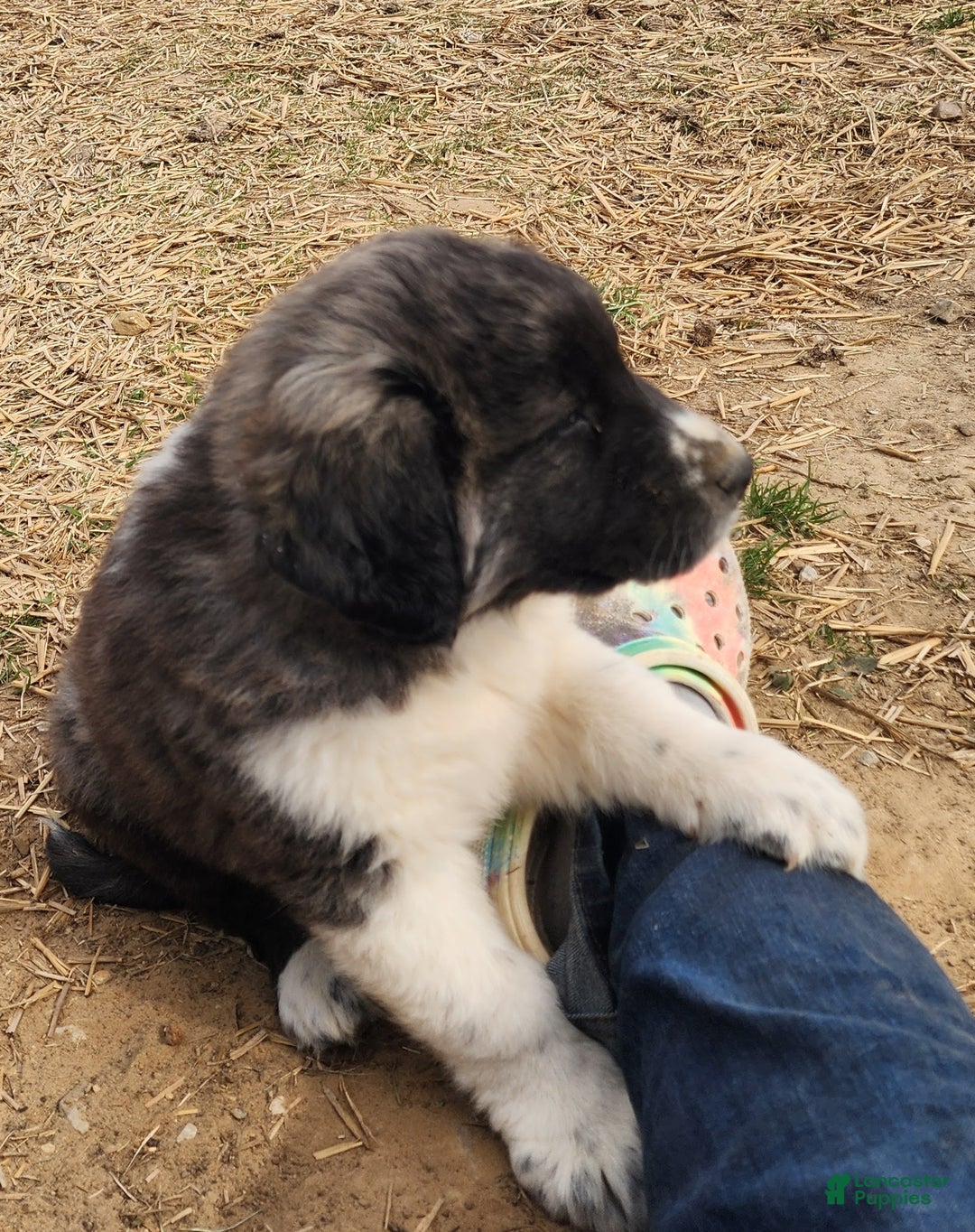 Anatolian Shepherd dogs for sale: Zena 2025 F1 ASD puppy - Ad 5