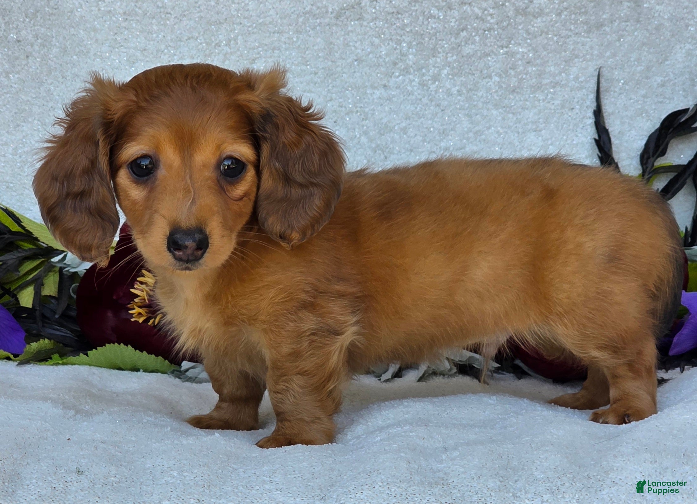 Miniature Dachshund dogs for sale: Lando - Ad 3