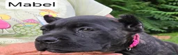 Cane Corso dogs for sale: Mabel - Ad 6
